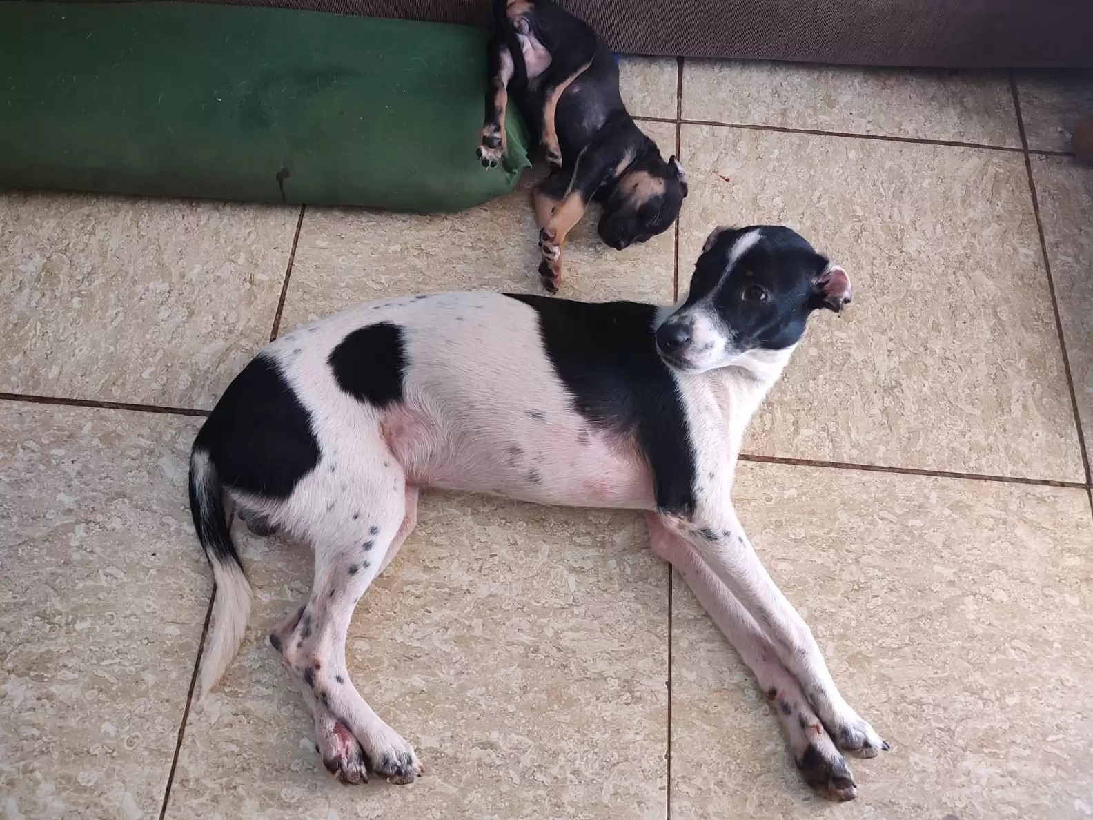 dos perros acostados en el suelo