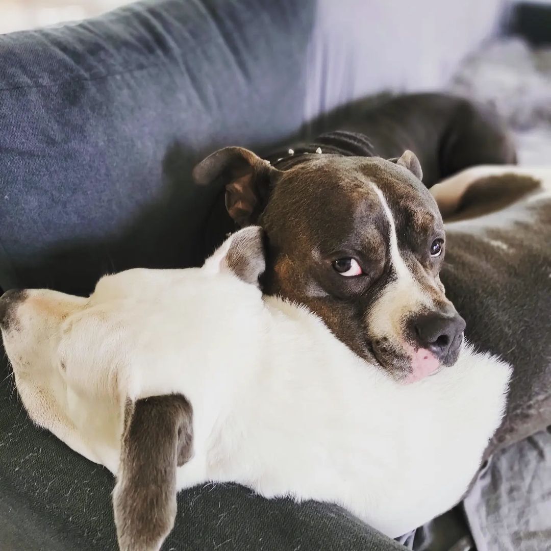dos perros acostados juntos