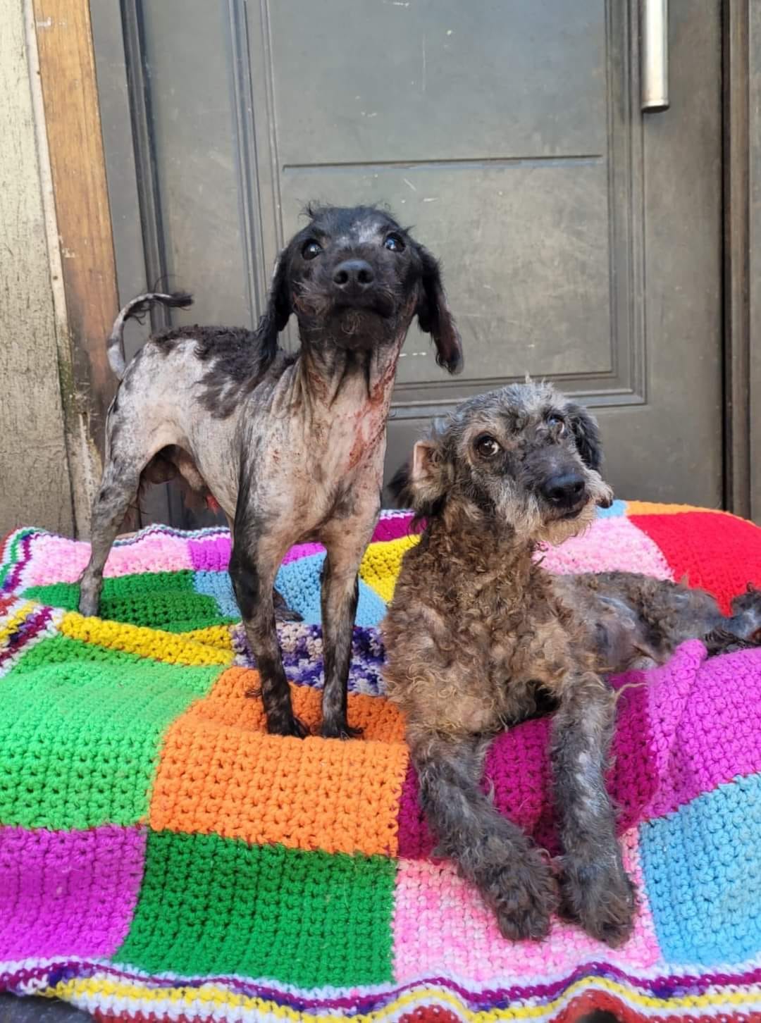 dos perros sobre una manta colorida