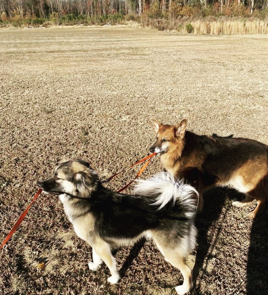 dos perros con correa