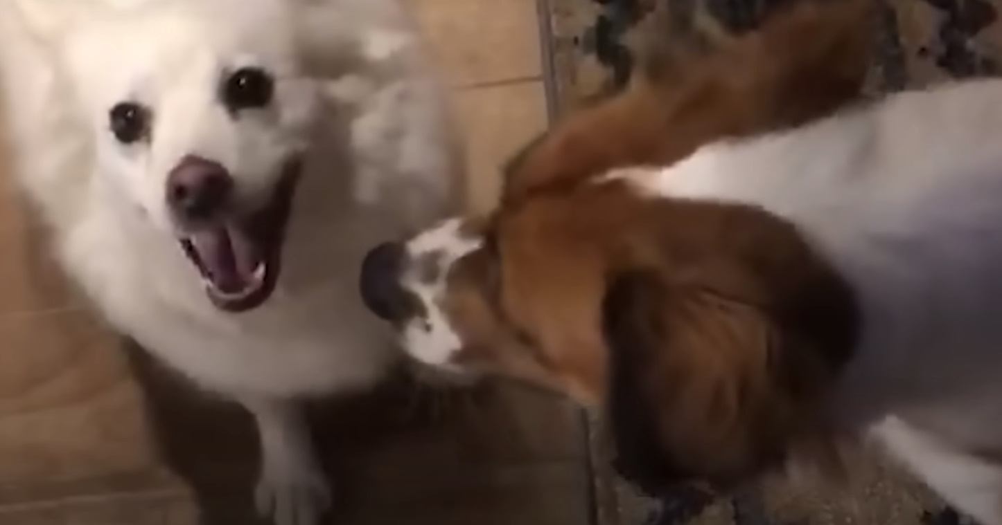 dos perros jugando