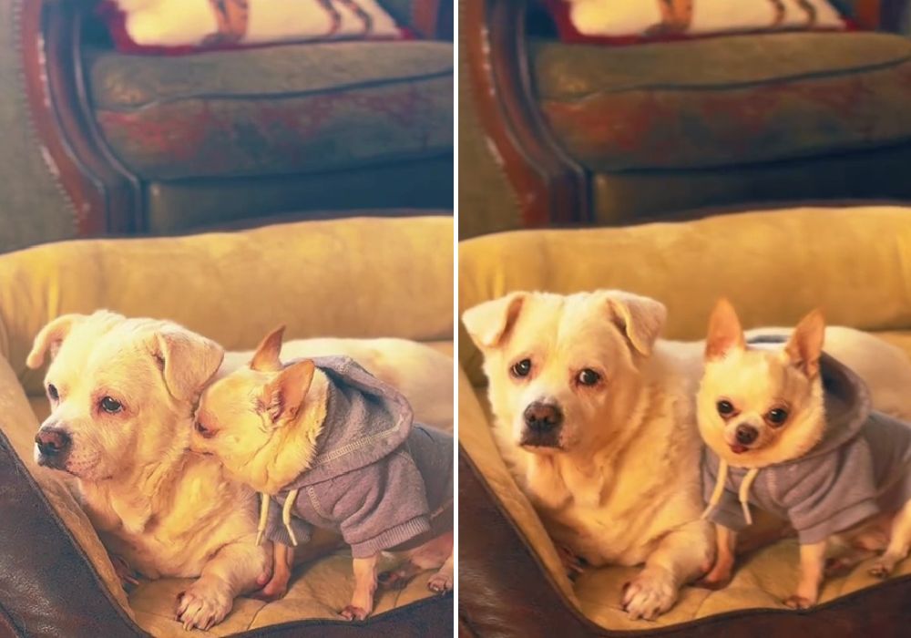 dos perros sentados juntos en un sofá