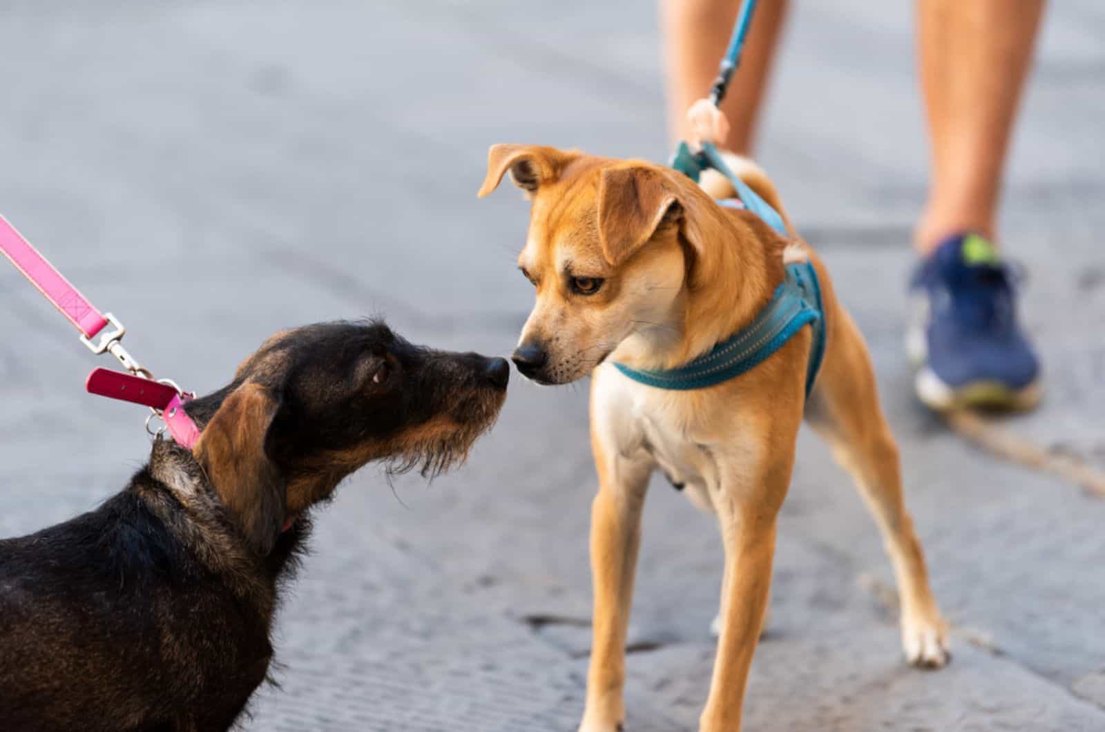 dos perros olfateándose en un paseo