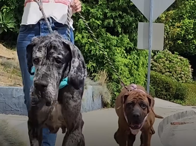 dos perros caminando