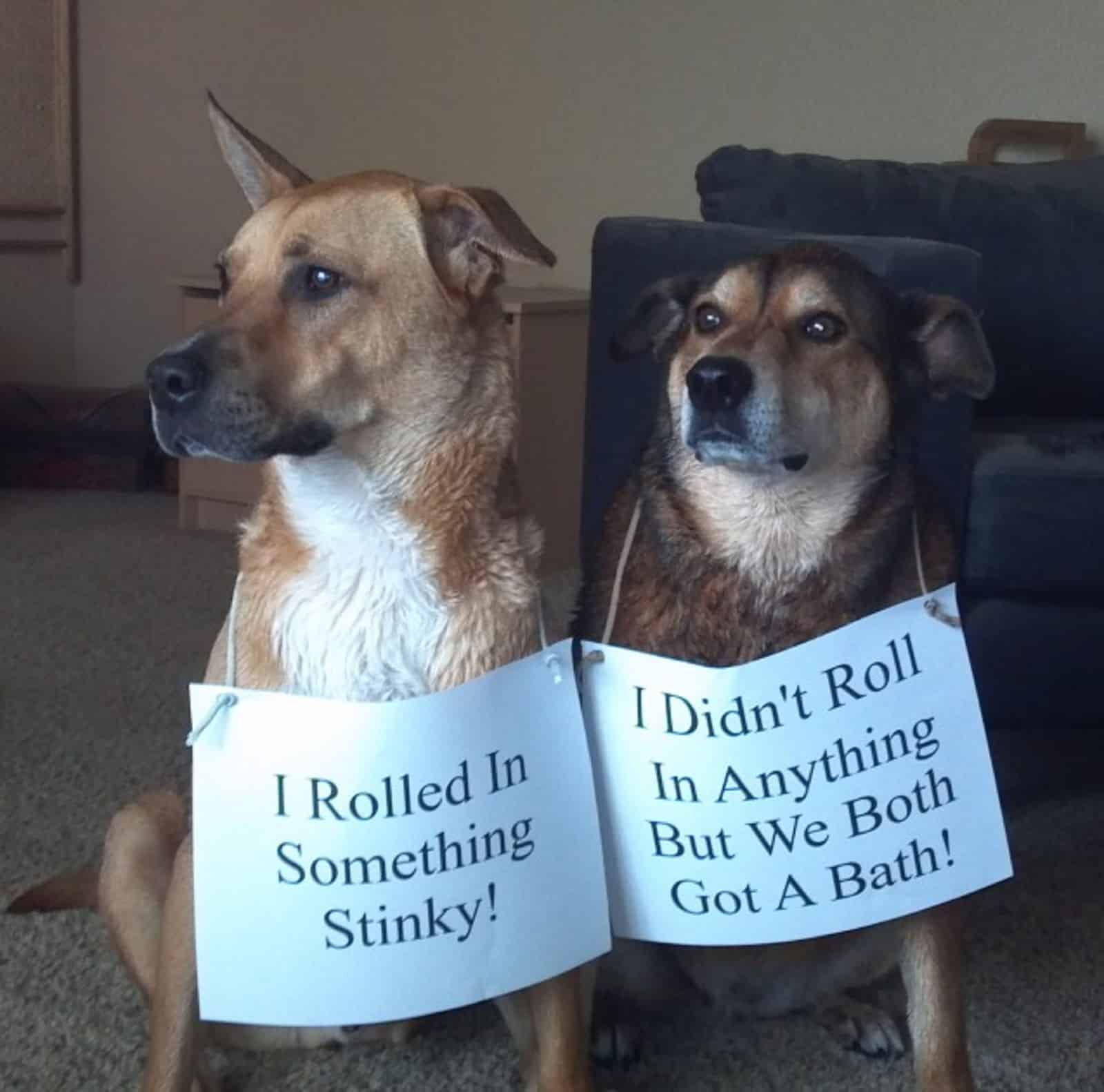 dos perros sosteniendo papel con un mensaje en su cuello