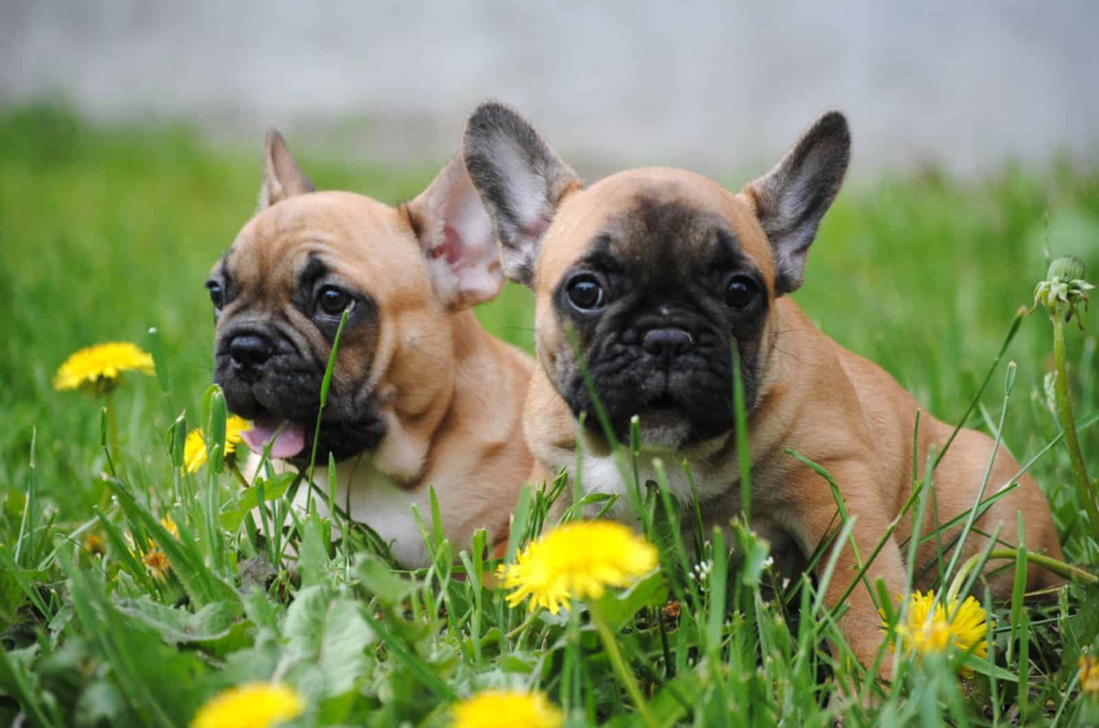 dos cachorros de bulldog francés sentados en un prado