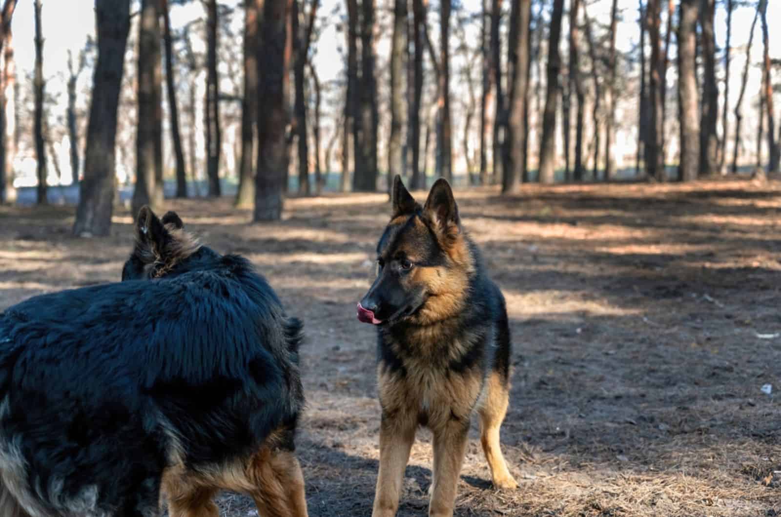 dos perros pastor alemán olfateándose en el parque