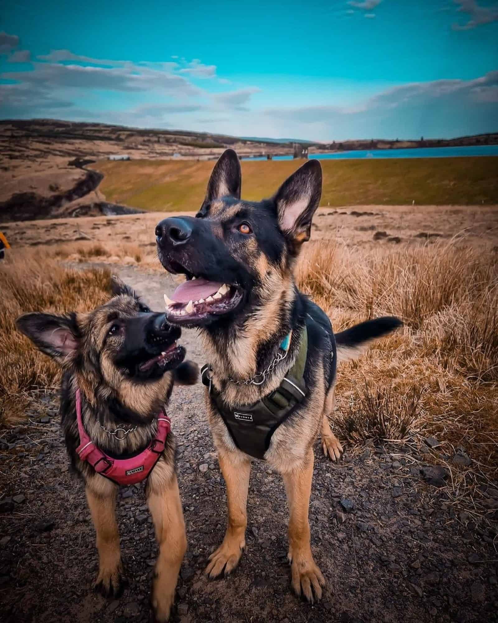 dos perros pastor alemán en la naturaleza
