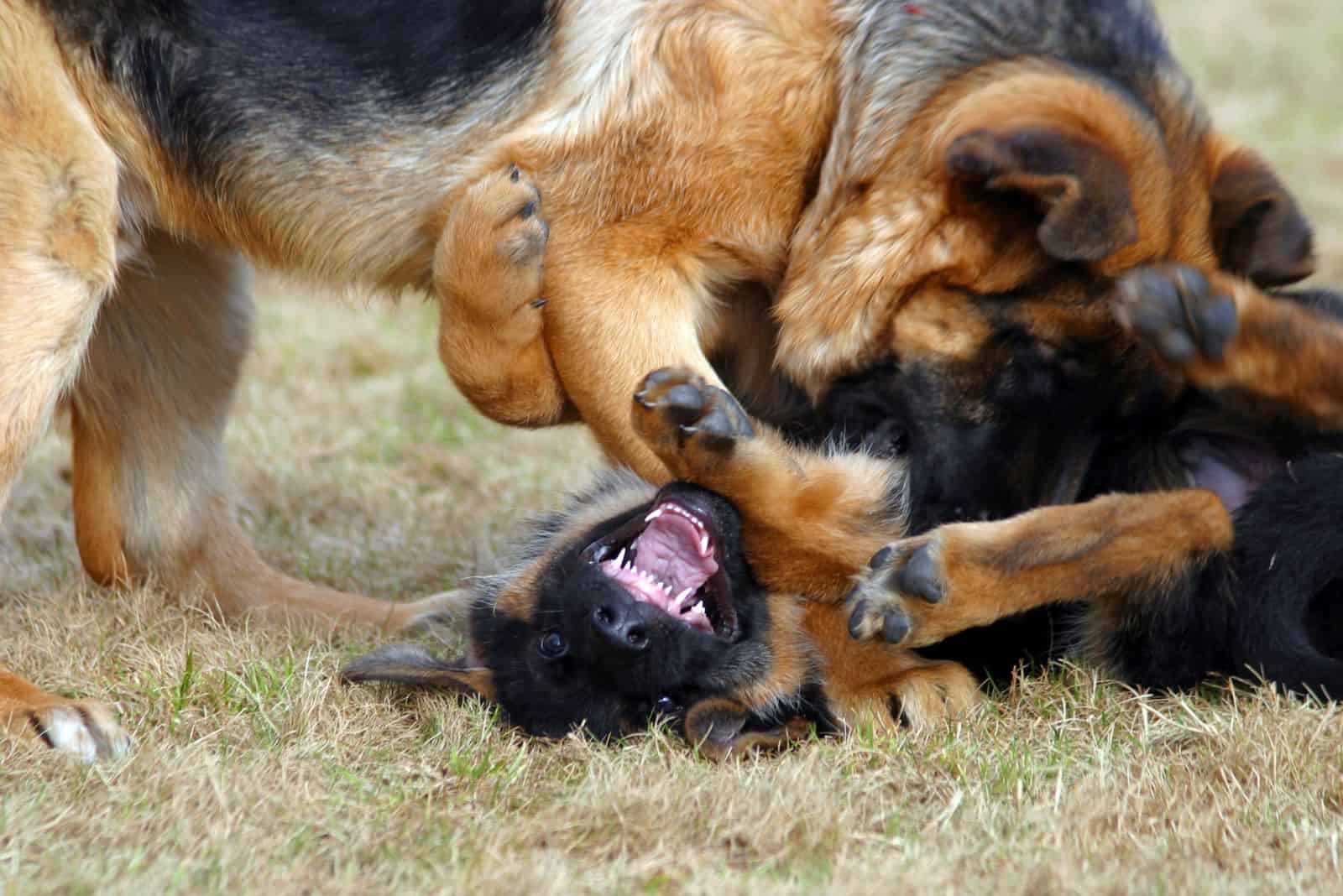 dos pastores alemanes están jugando