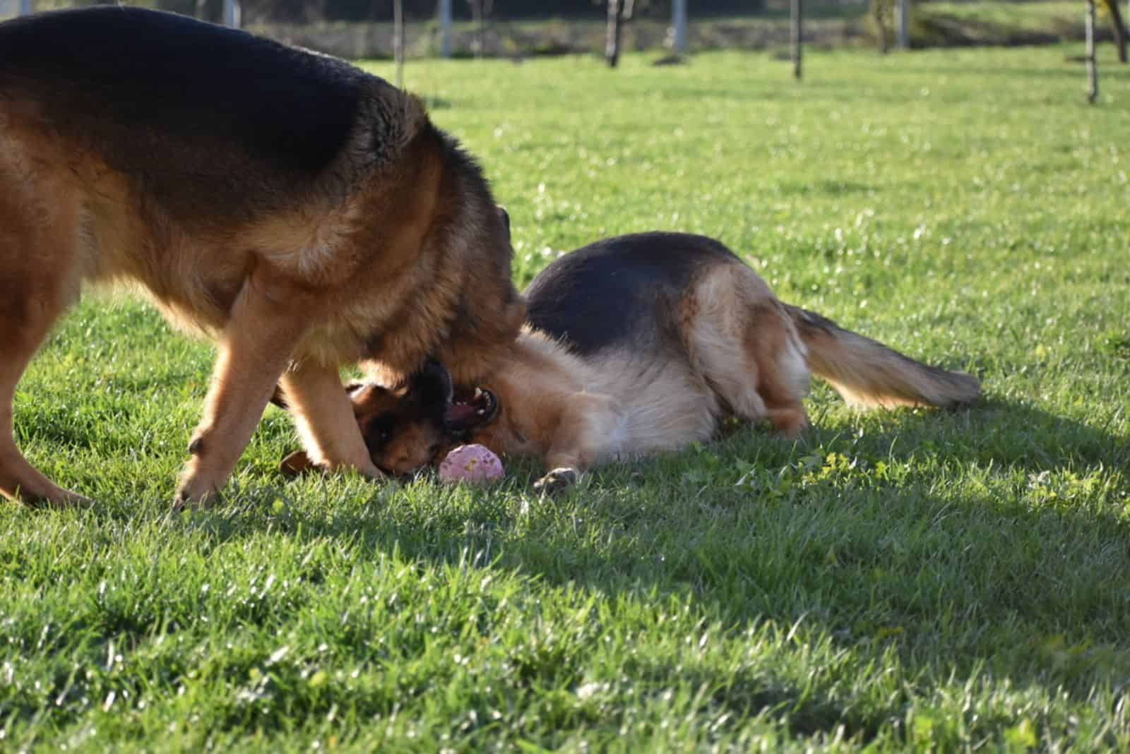 dos pastores alemanes están luchando en un prado