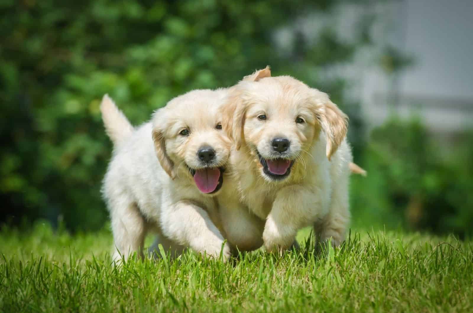 dos cachorros de golden retriever corriendo en el jardín