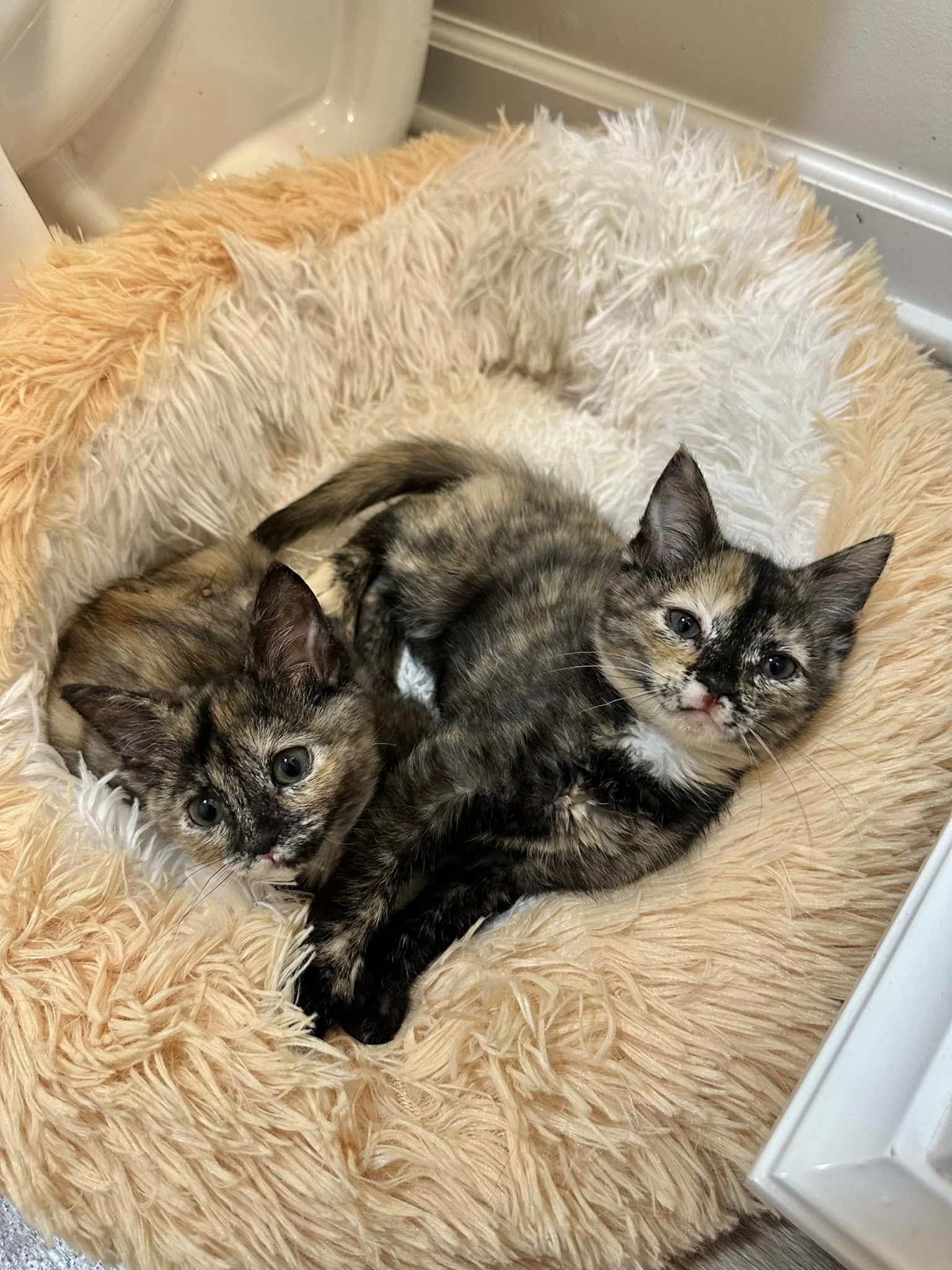 dos gatitos acostados en una cama mullida