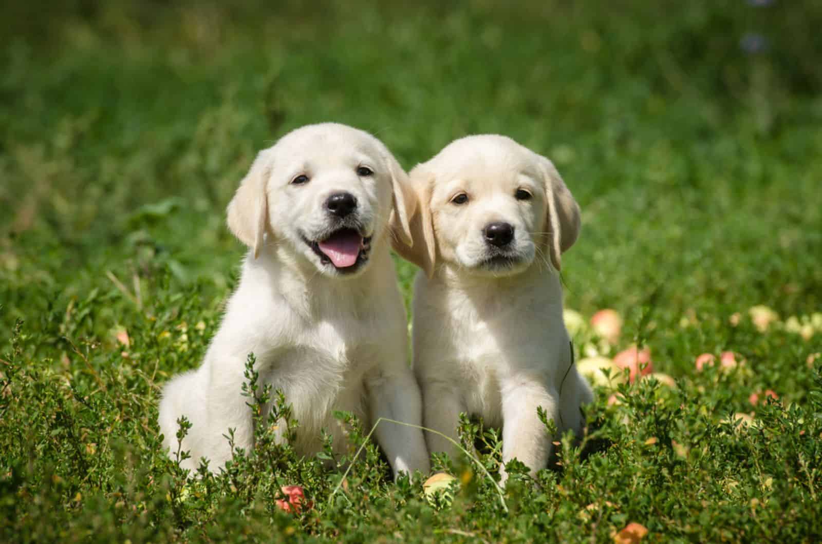 dos cachorros de labrador sentados en un prado