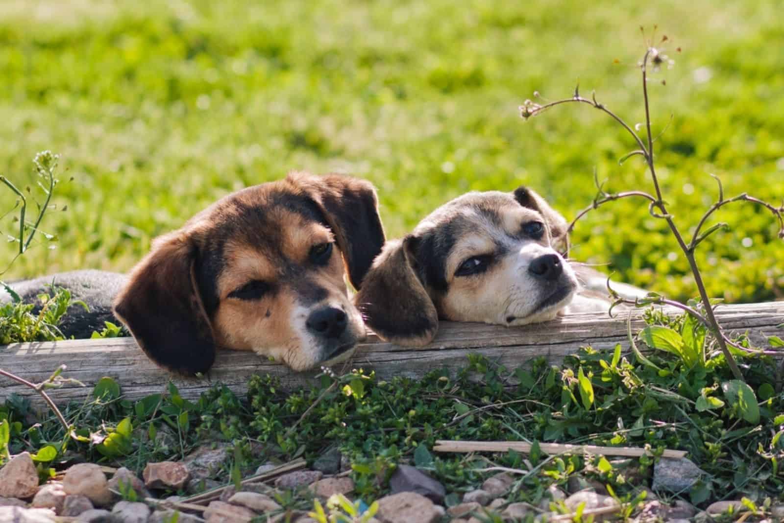 dos cachorros relajándose