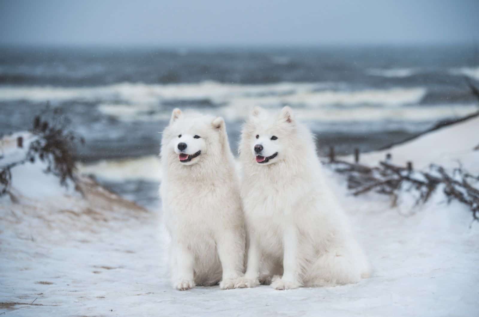 dos perros samoyedo sentados en la nieve