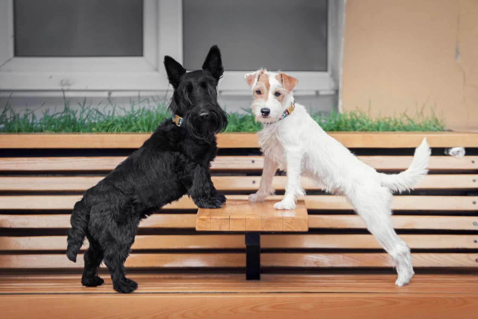 dos perros terrier parados en un banco de café