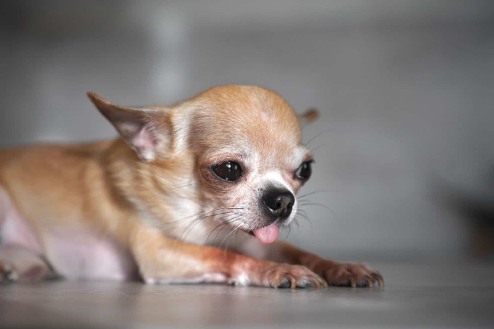pequeño chihuahua enfermo molesto está acostado en el suelo