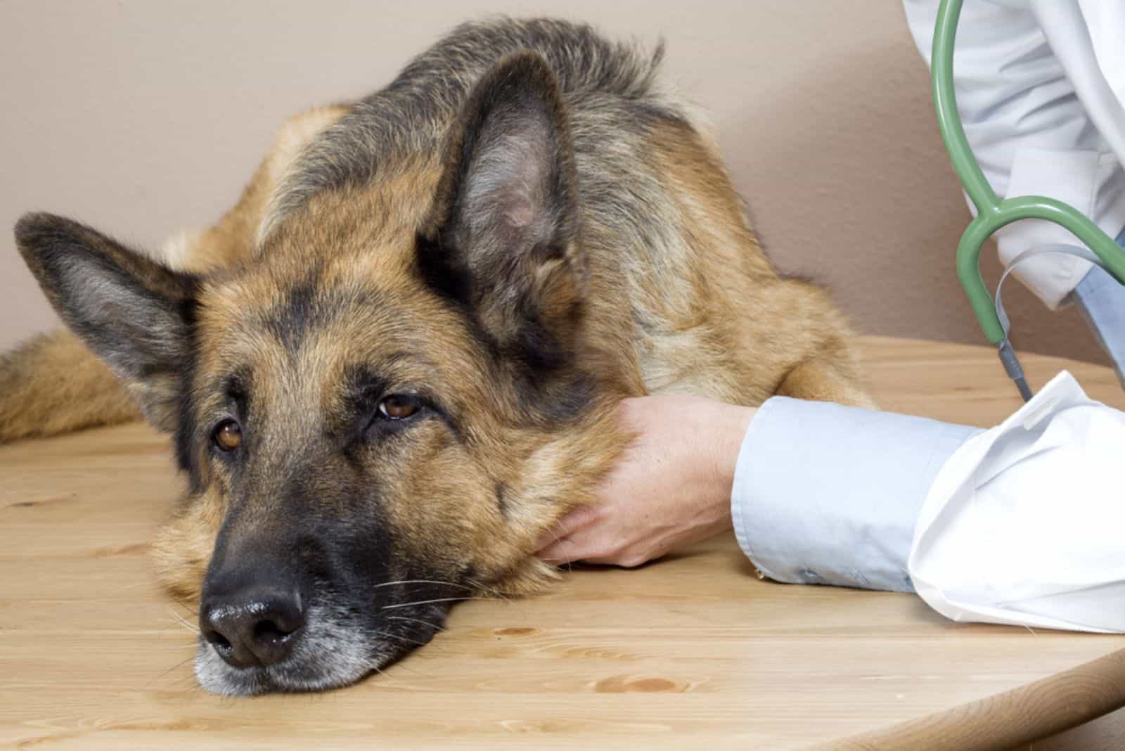veterinario examinando un pastor alemán enfermo en la mesa