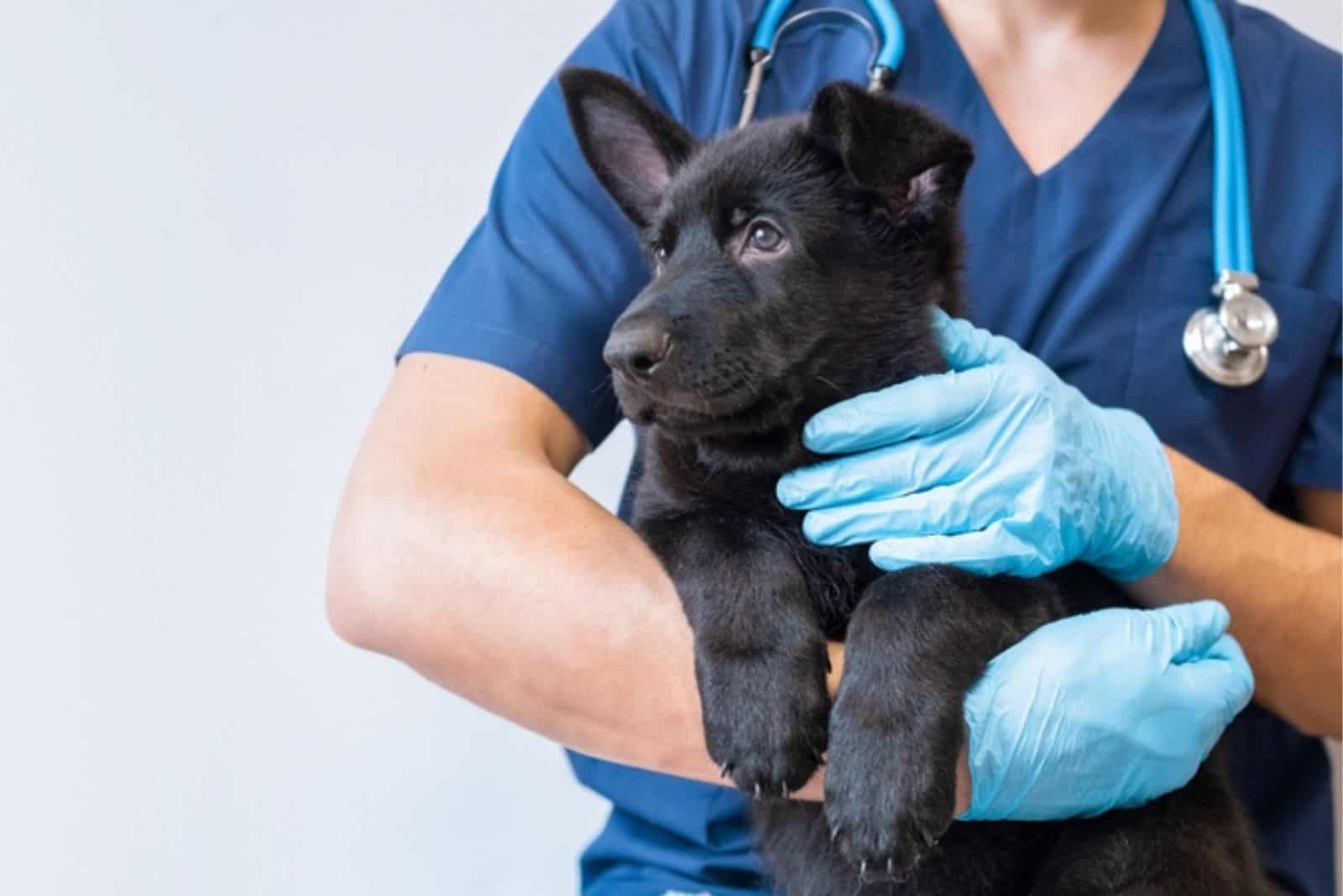 doctor veterinario sosteniendo un cachorro en sus brazos