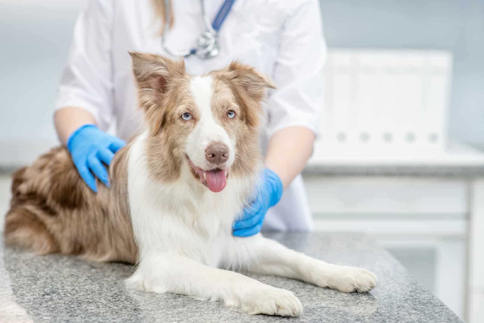 doctor veterinario realizando un chequeo a un perro pastor australiano en la clínica