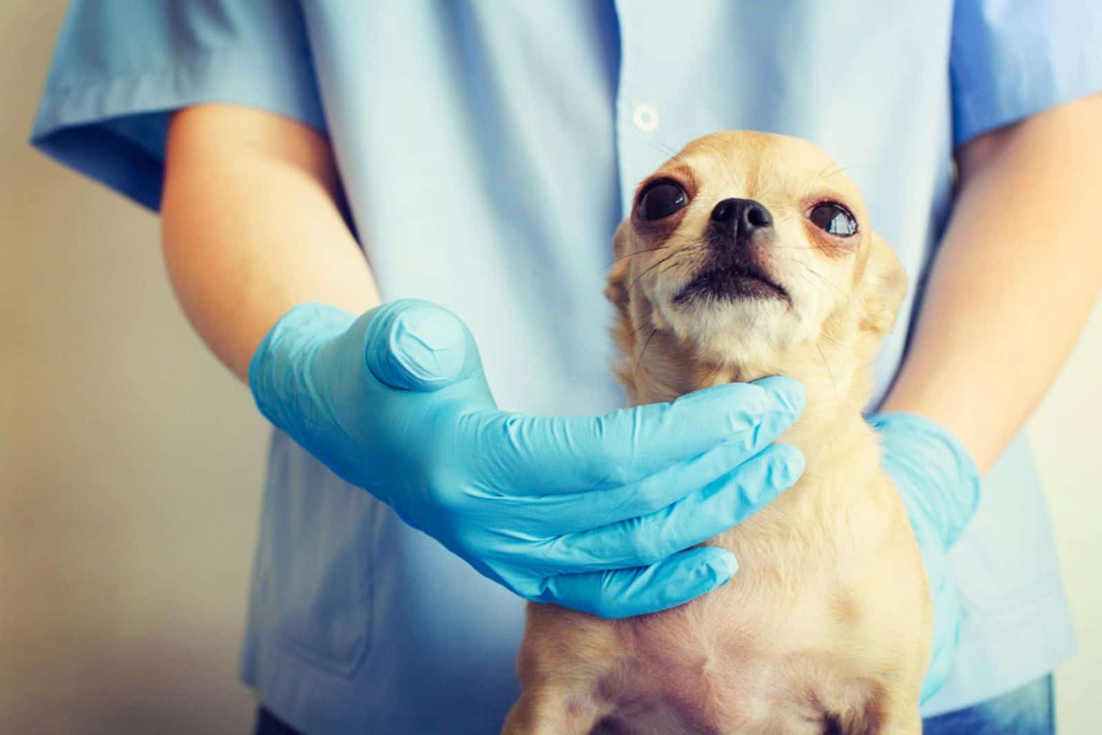 veterinario examinando la garganta de un Chihuahua