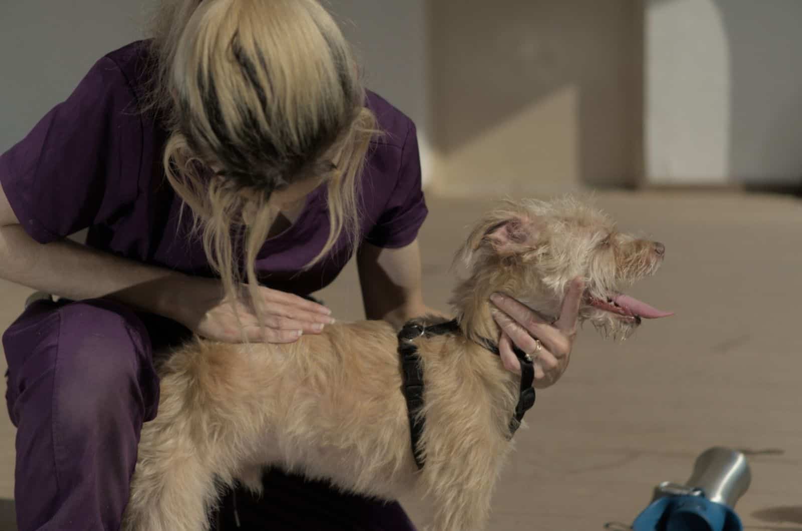 técnico veterinario examinando la piel de un perro pequeño en la clínica