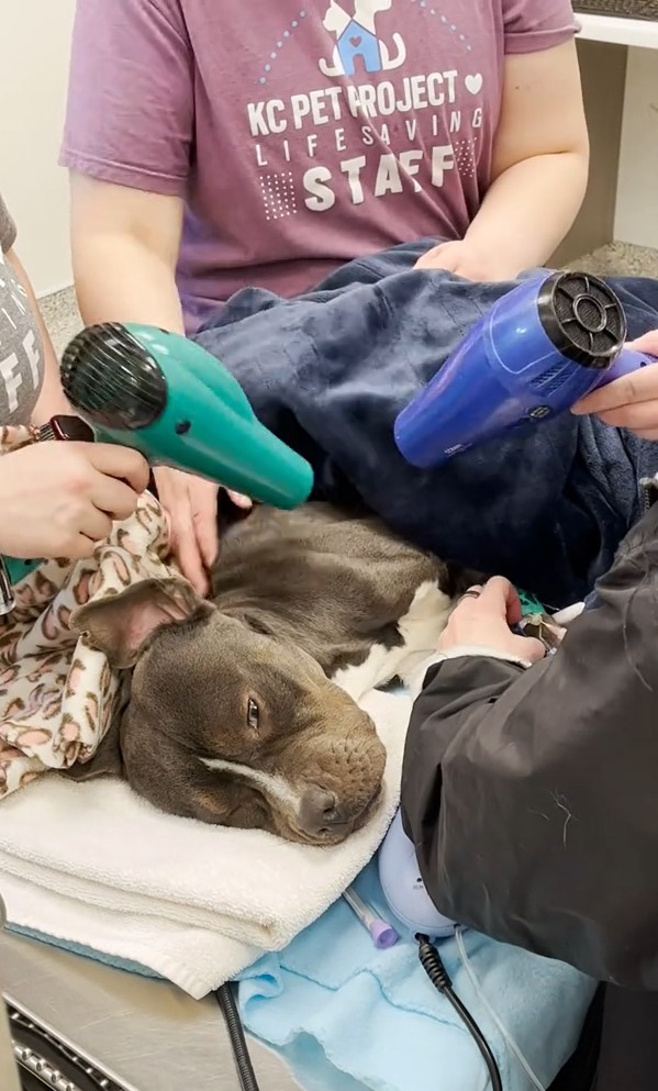 veterinarios calentando perro