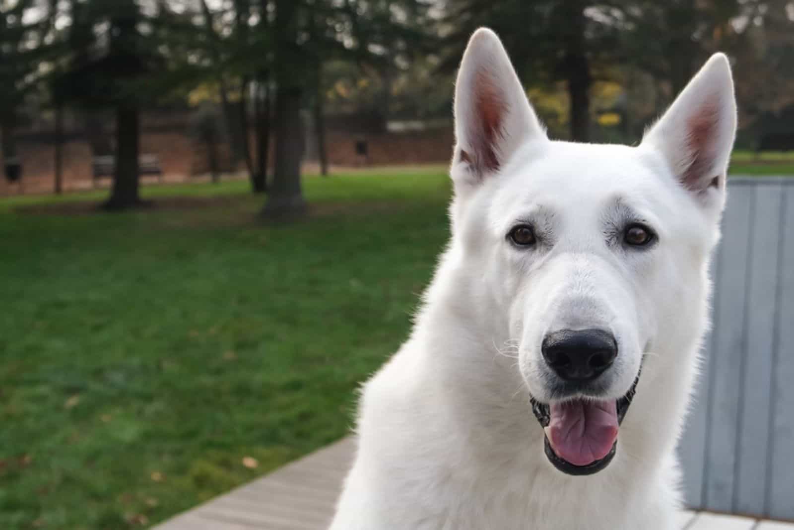 perro blanco respirando rápido en el parque