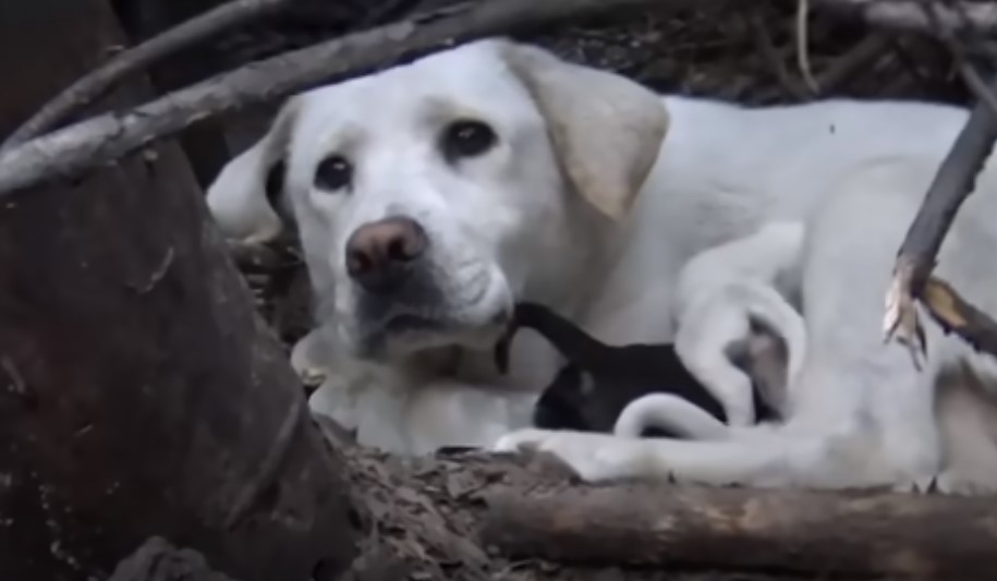 perro blanco en un bosque