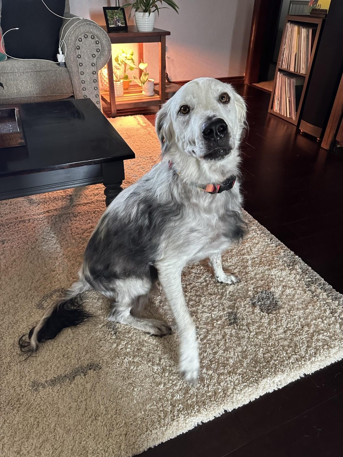 perro blanco sobre una alfombra