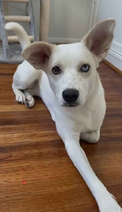 perro blanco con dos colores de ojos diferentes