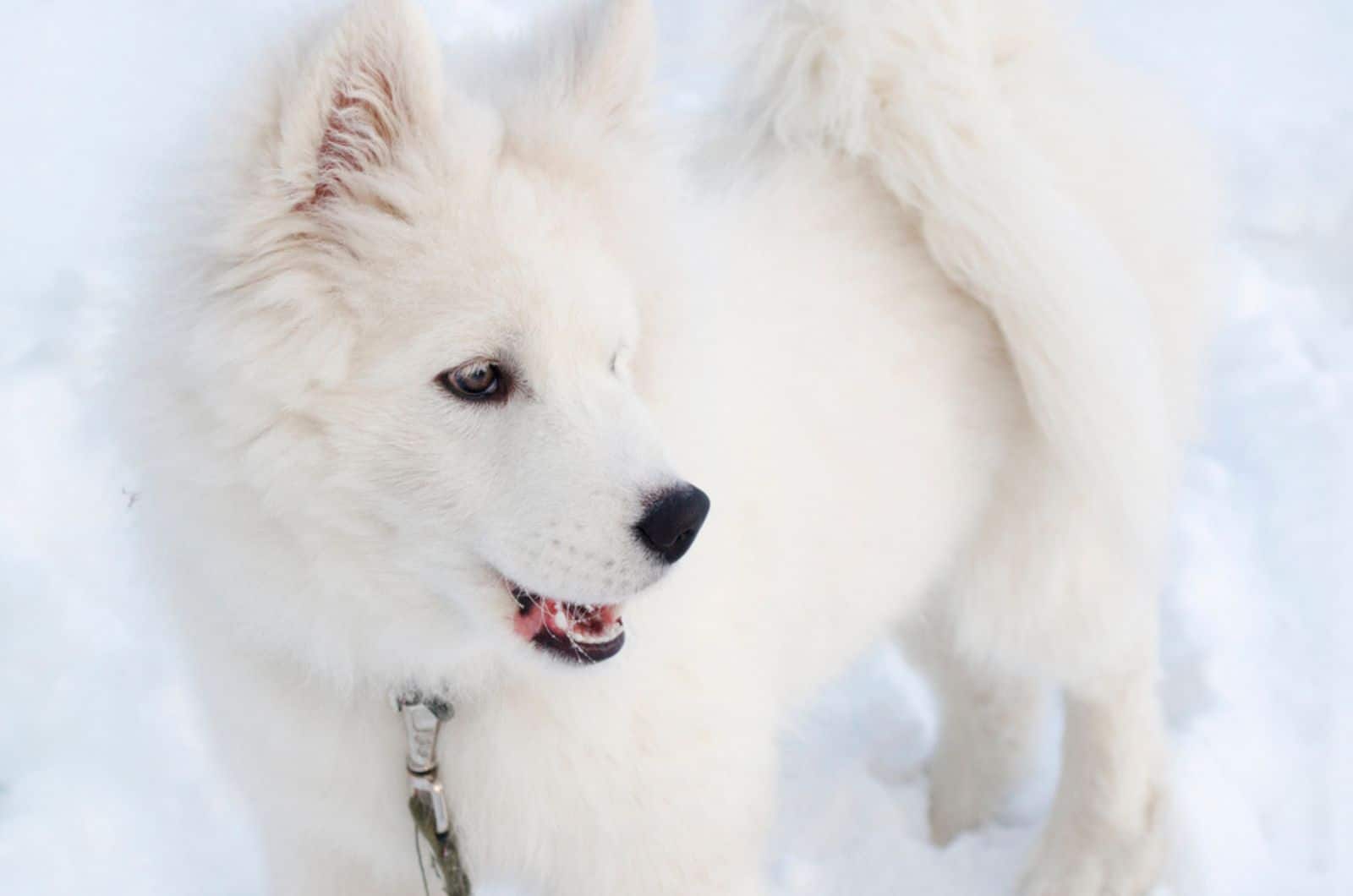 perro blanco esponjoso en la nieve