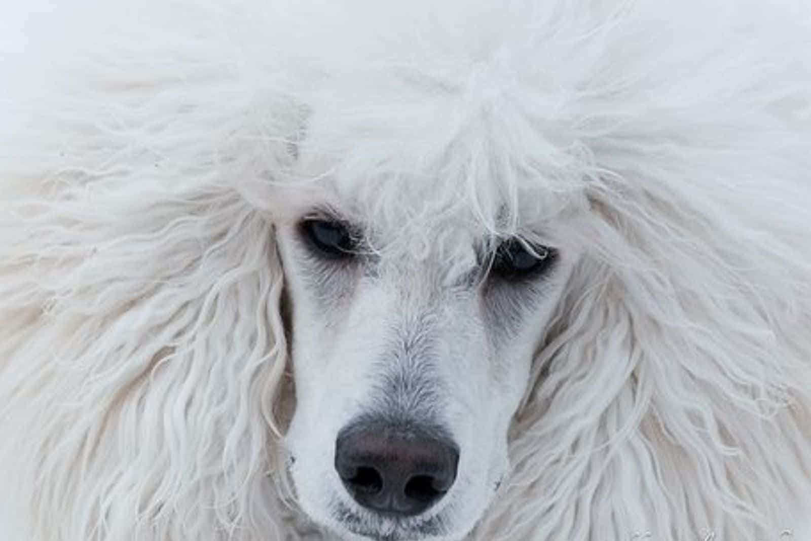 perro caniche blanco