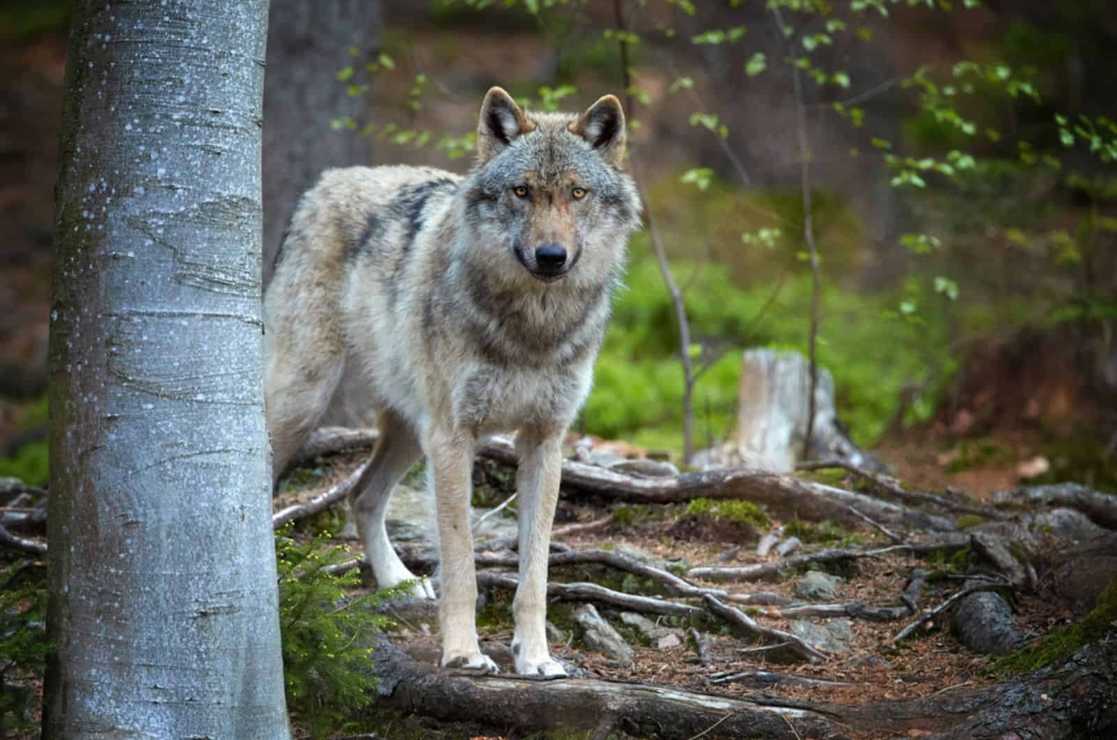 lobo en el bosque