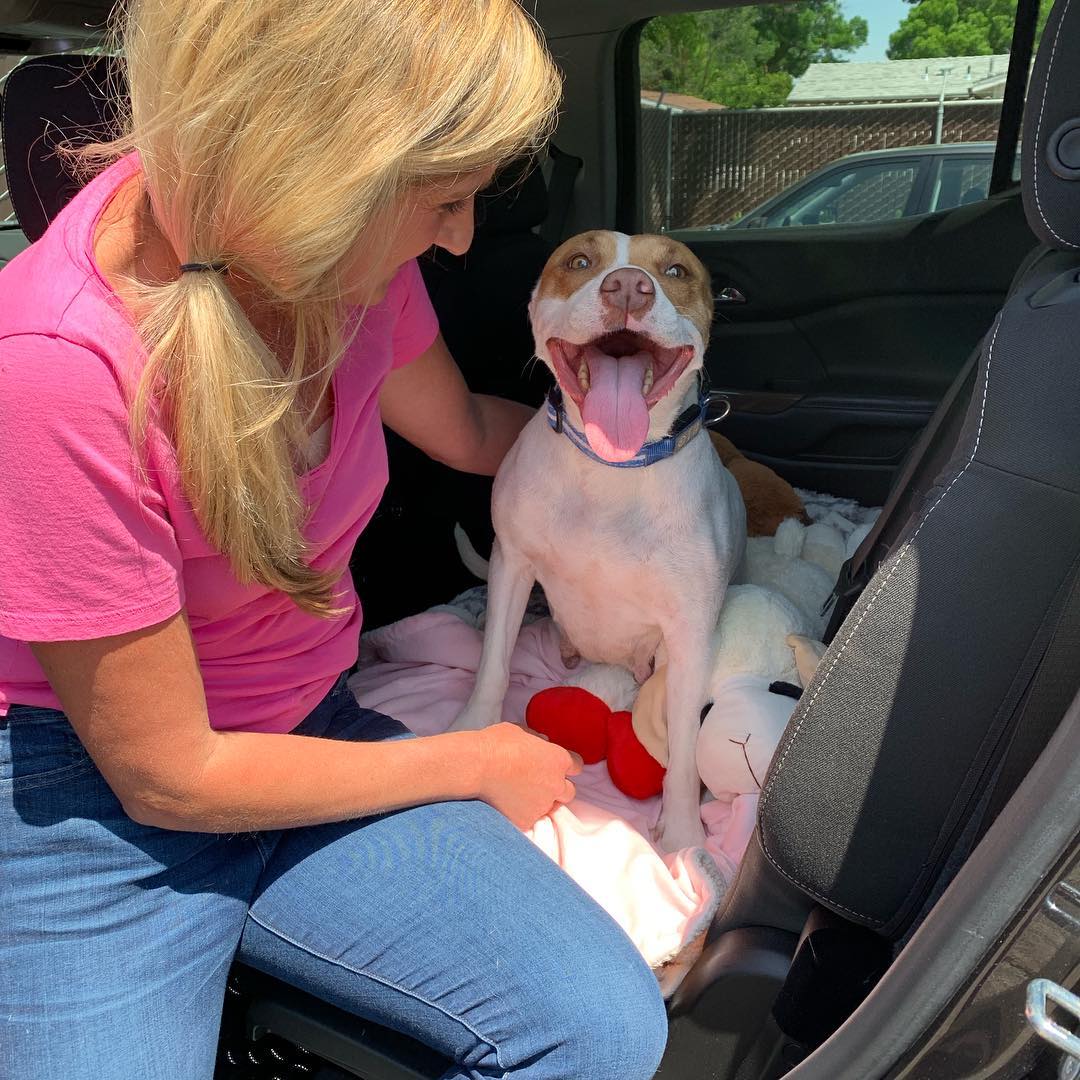 mujer y pitbull en un coche