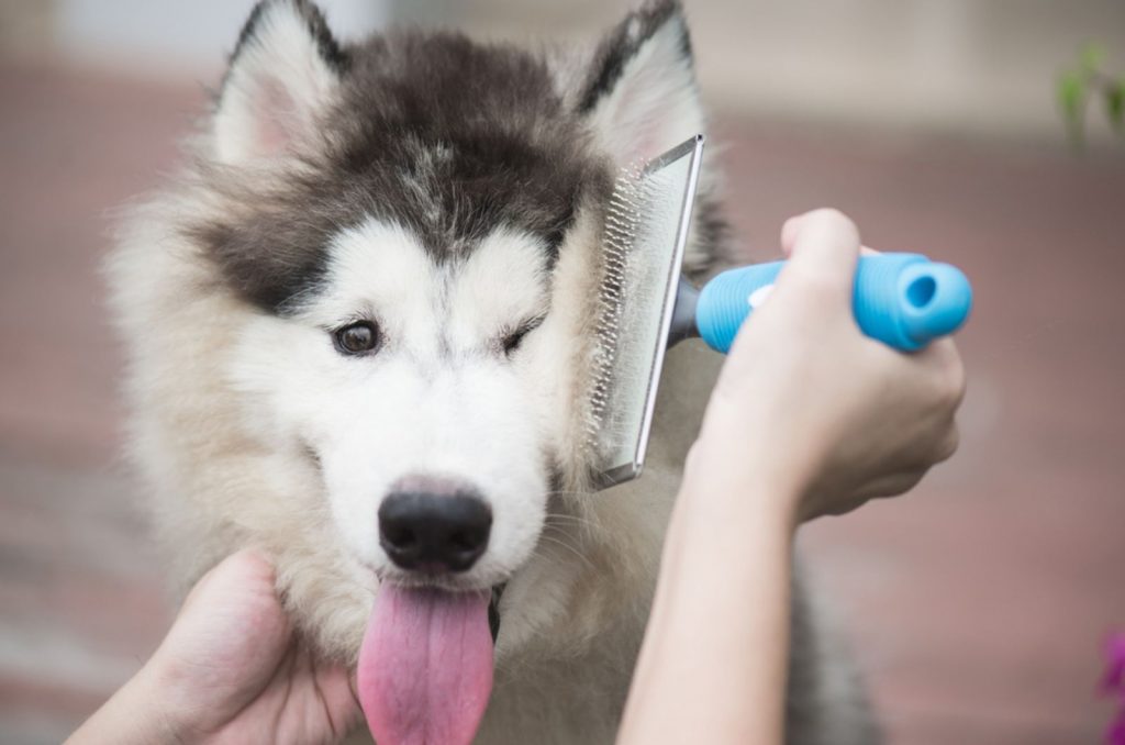 mujer cepillando cachorro para limpiarlo de suciedad