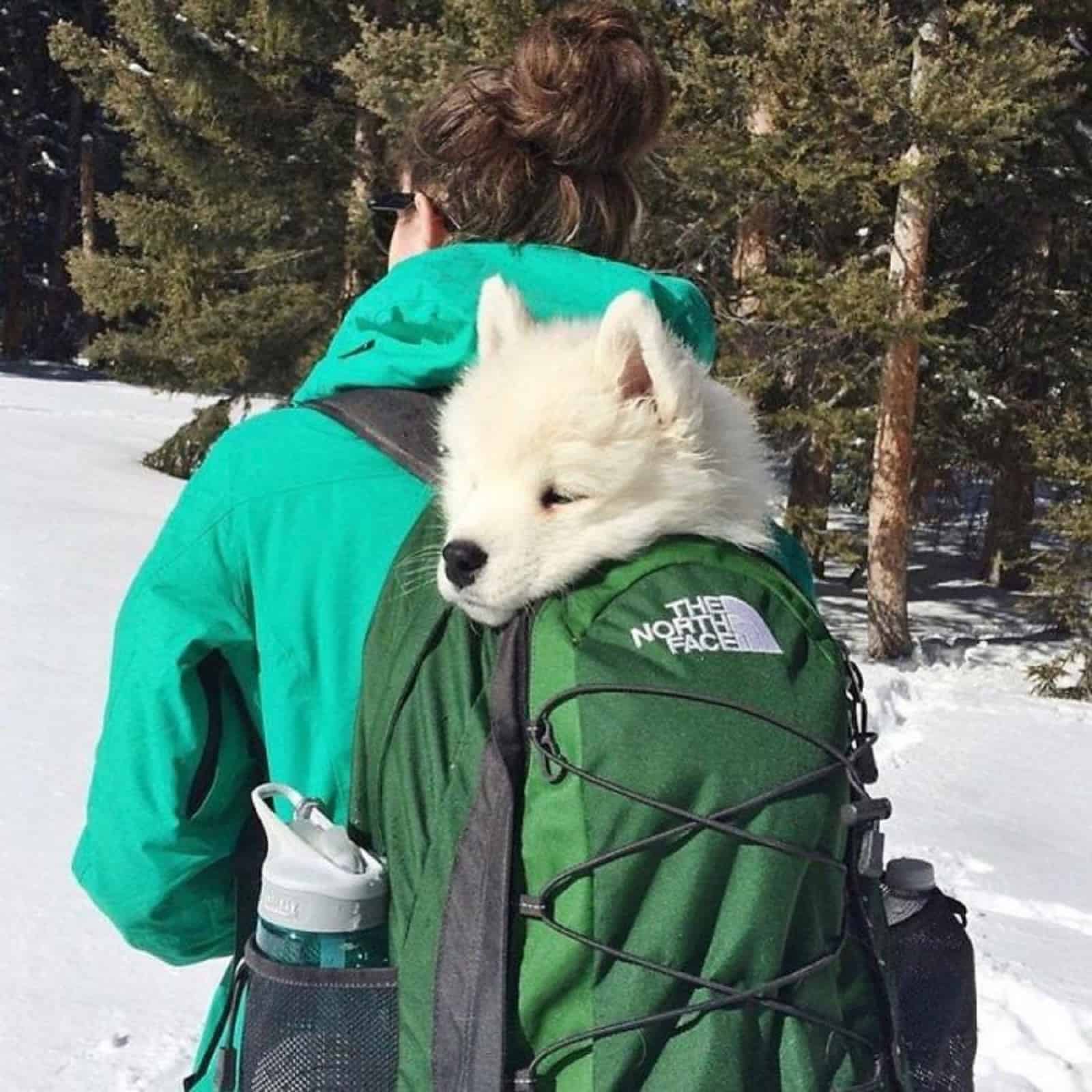 mujer llevando un samoyedo en una mochila mientras camina por la nieve