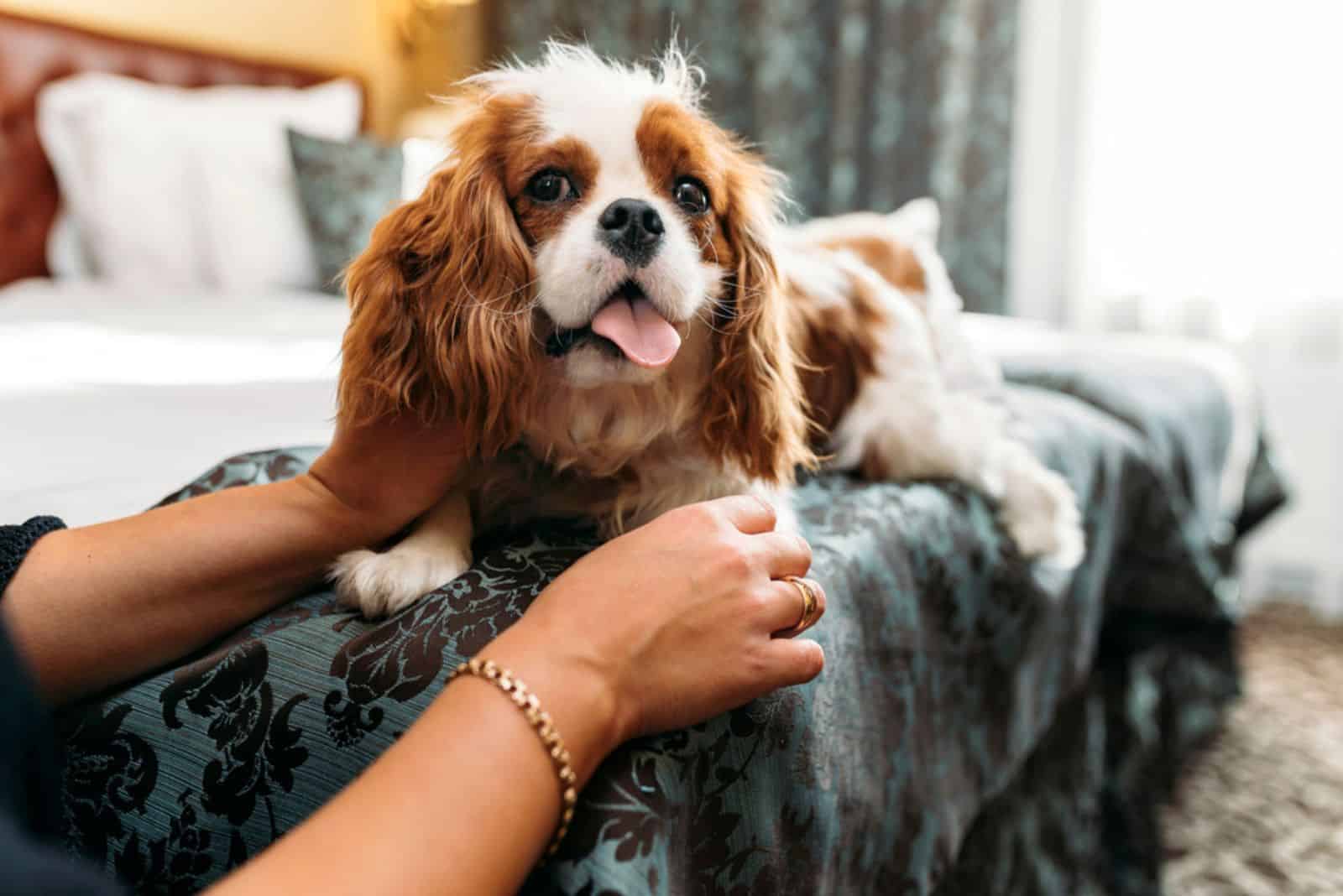 mujer abrazando a un perro cavalier king charles spaniel en la cama
