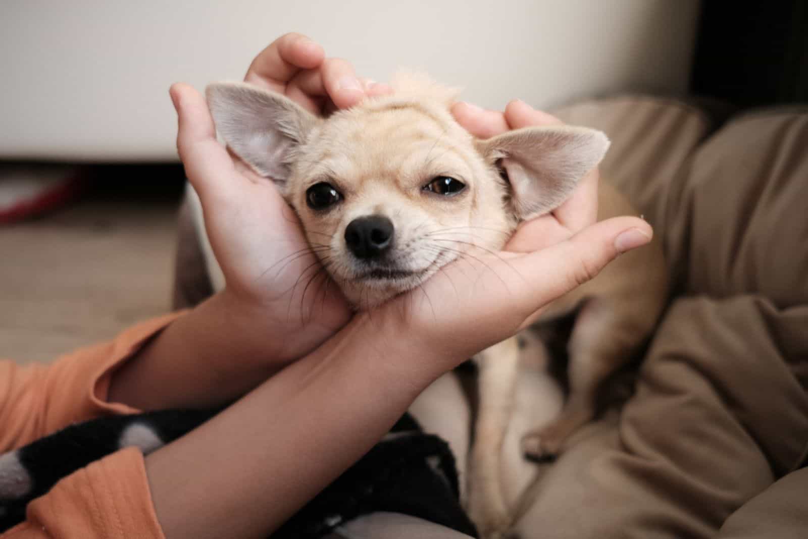 mujer sosteniendo la cabeza de un pequeño chihuahua