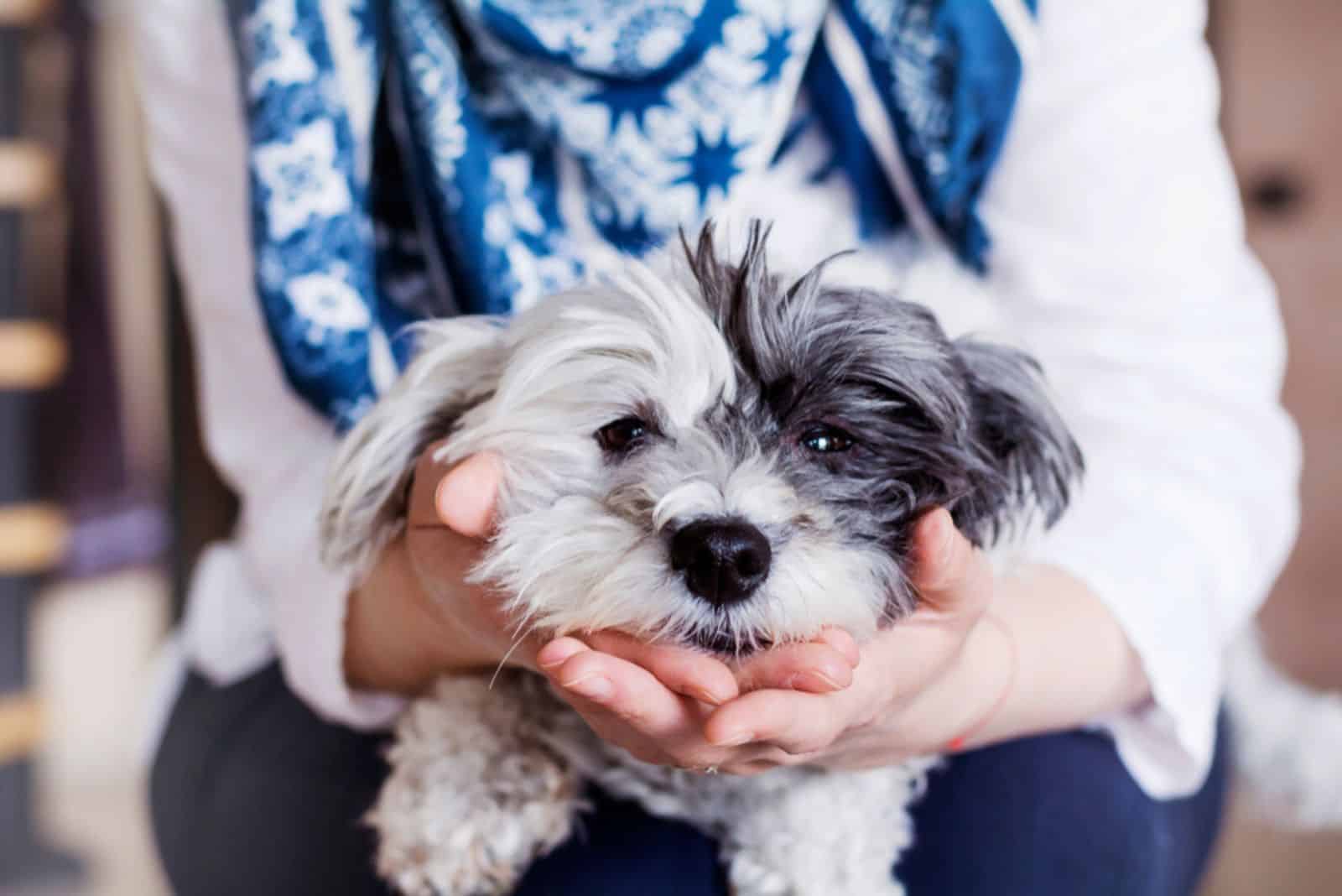 mujer abrazando a su perro havanese sentado en su regazo