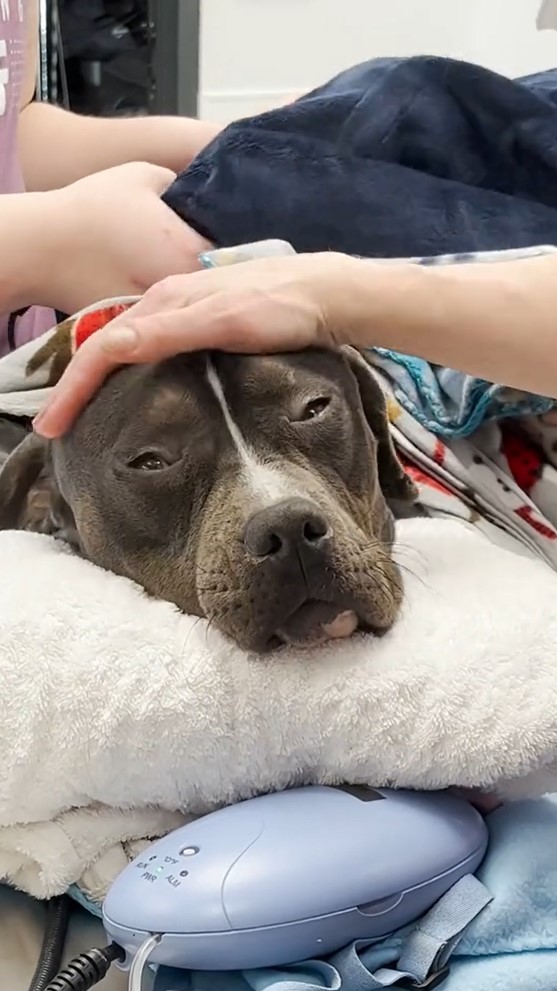 mujer acariciando perro congelado