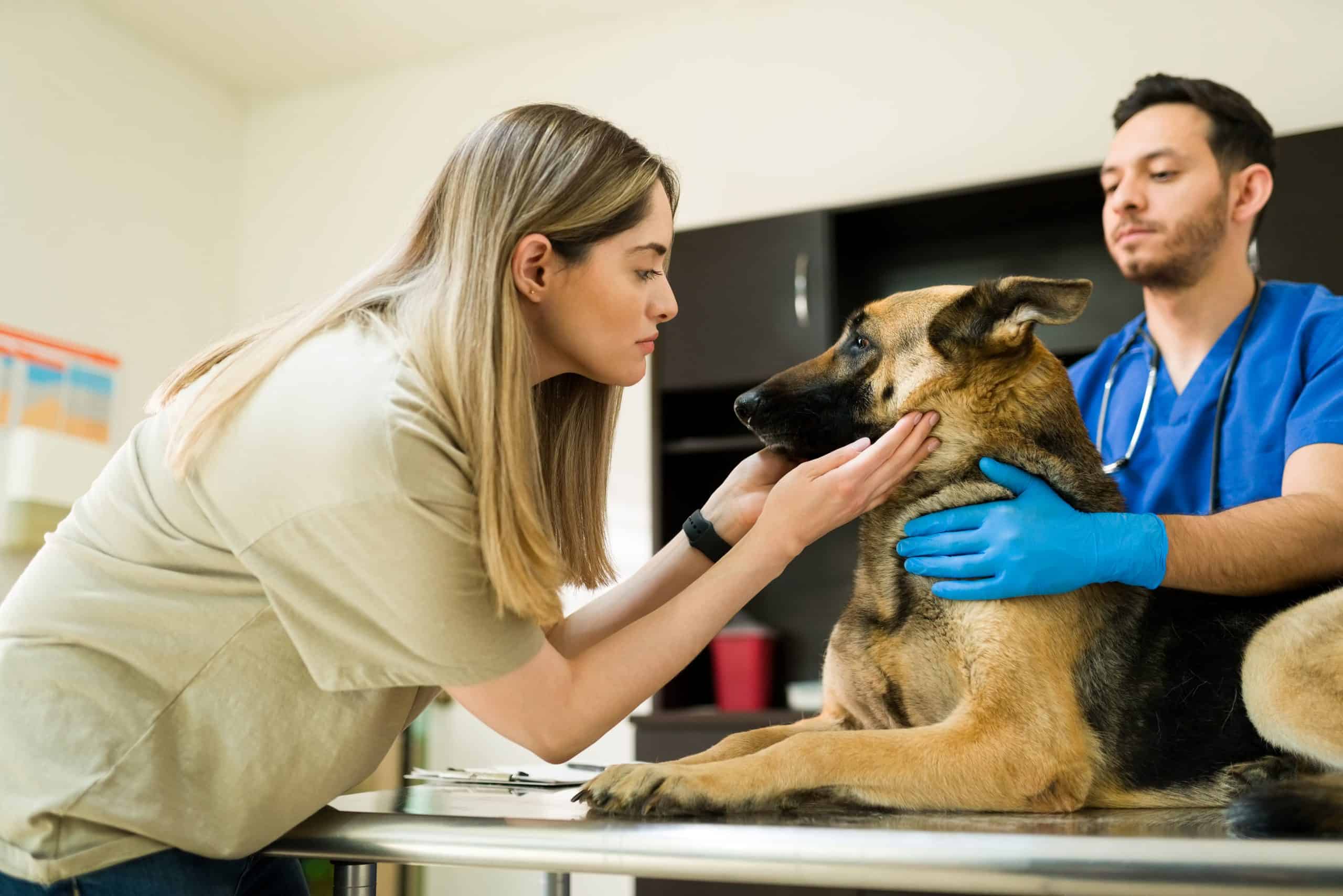 mujer acariciando a su perro mientras el veterinario lo examina