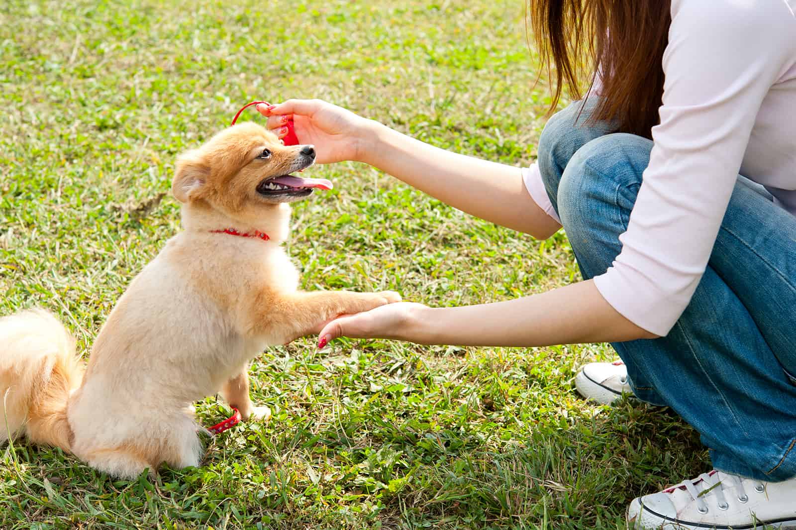 mujer jugando con perro en el parque