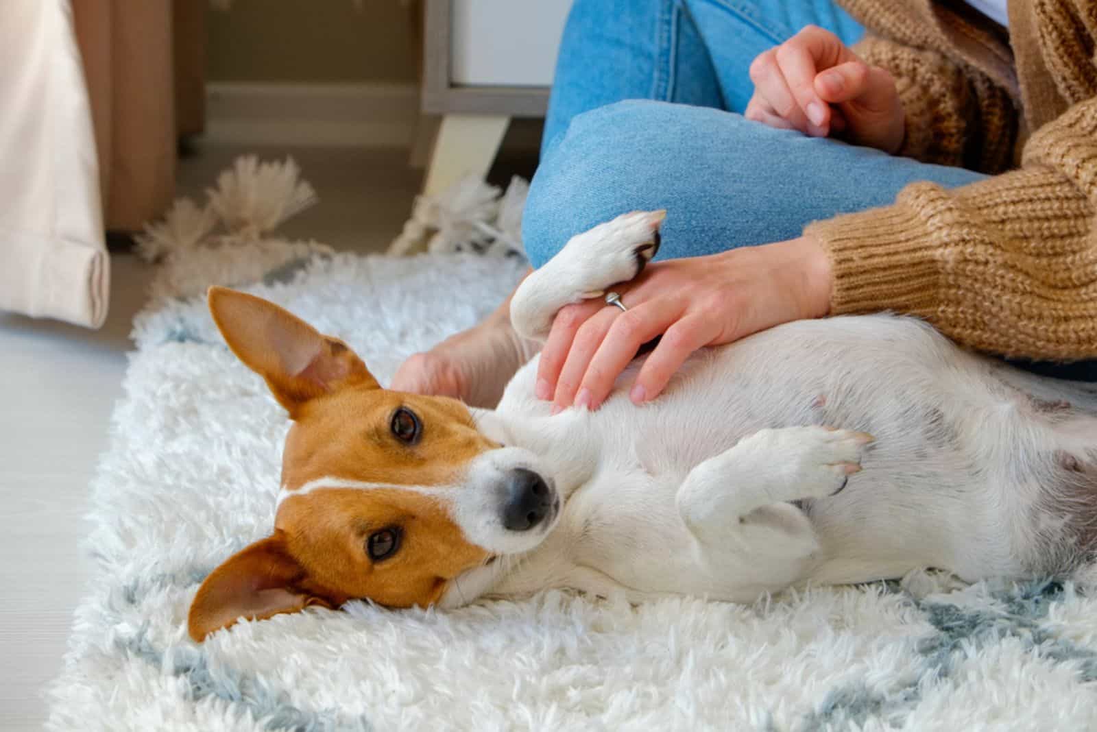mujer jugando con su jack russell terrier