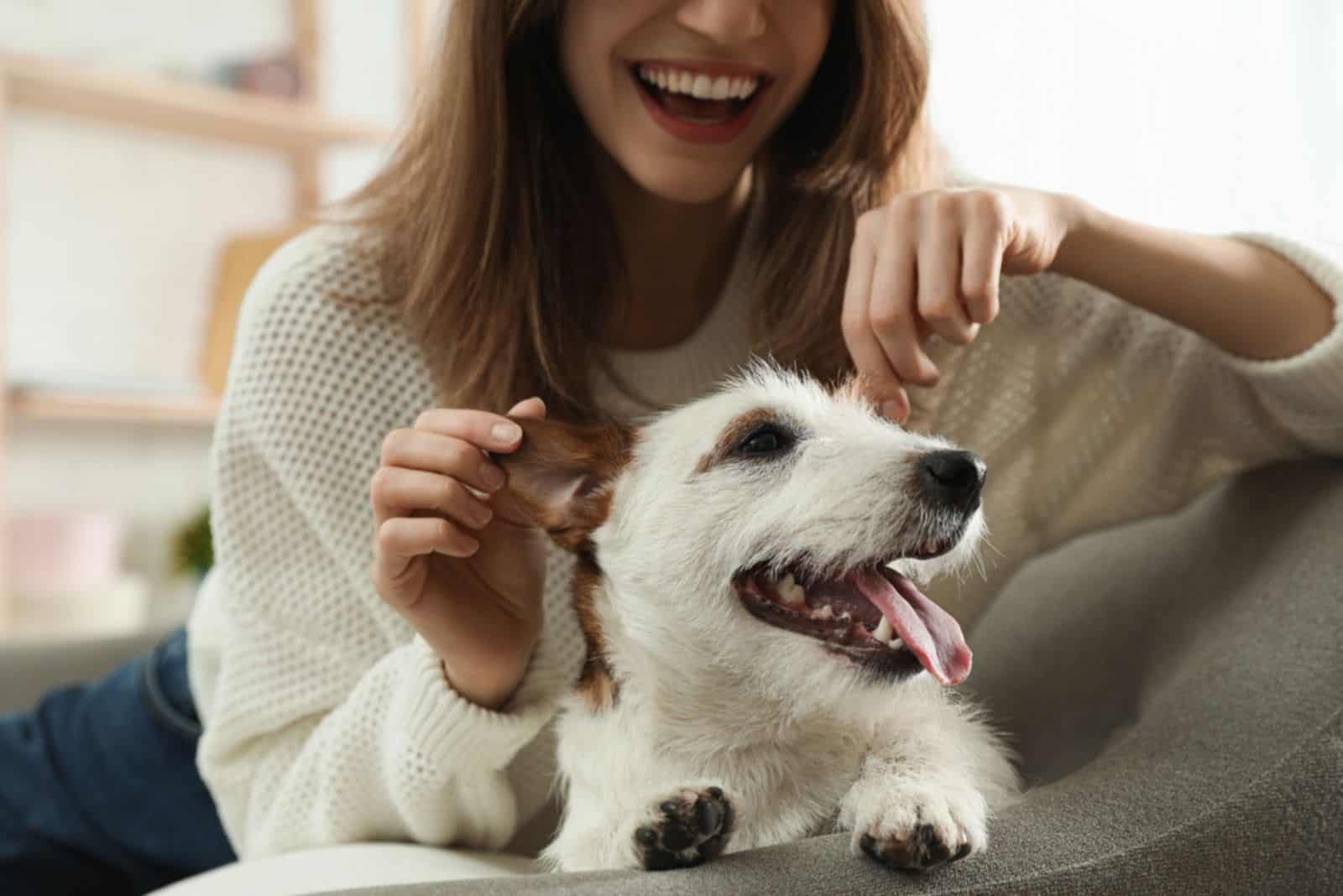 mujer con su adorable jack russell terrier en el sofá de casa