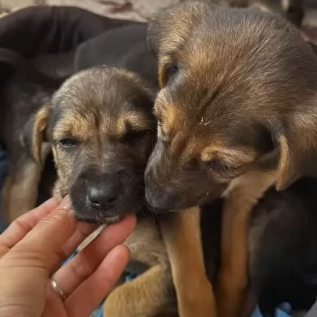mujer con cachorros