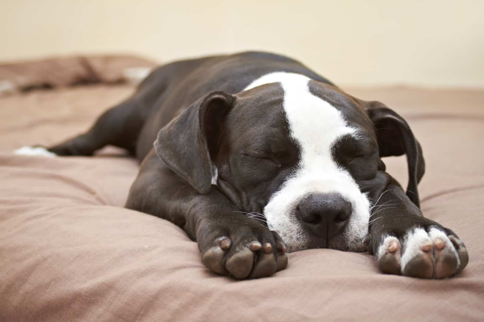 cachorro joven de pitbull durmiendo en la cama