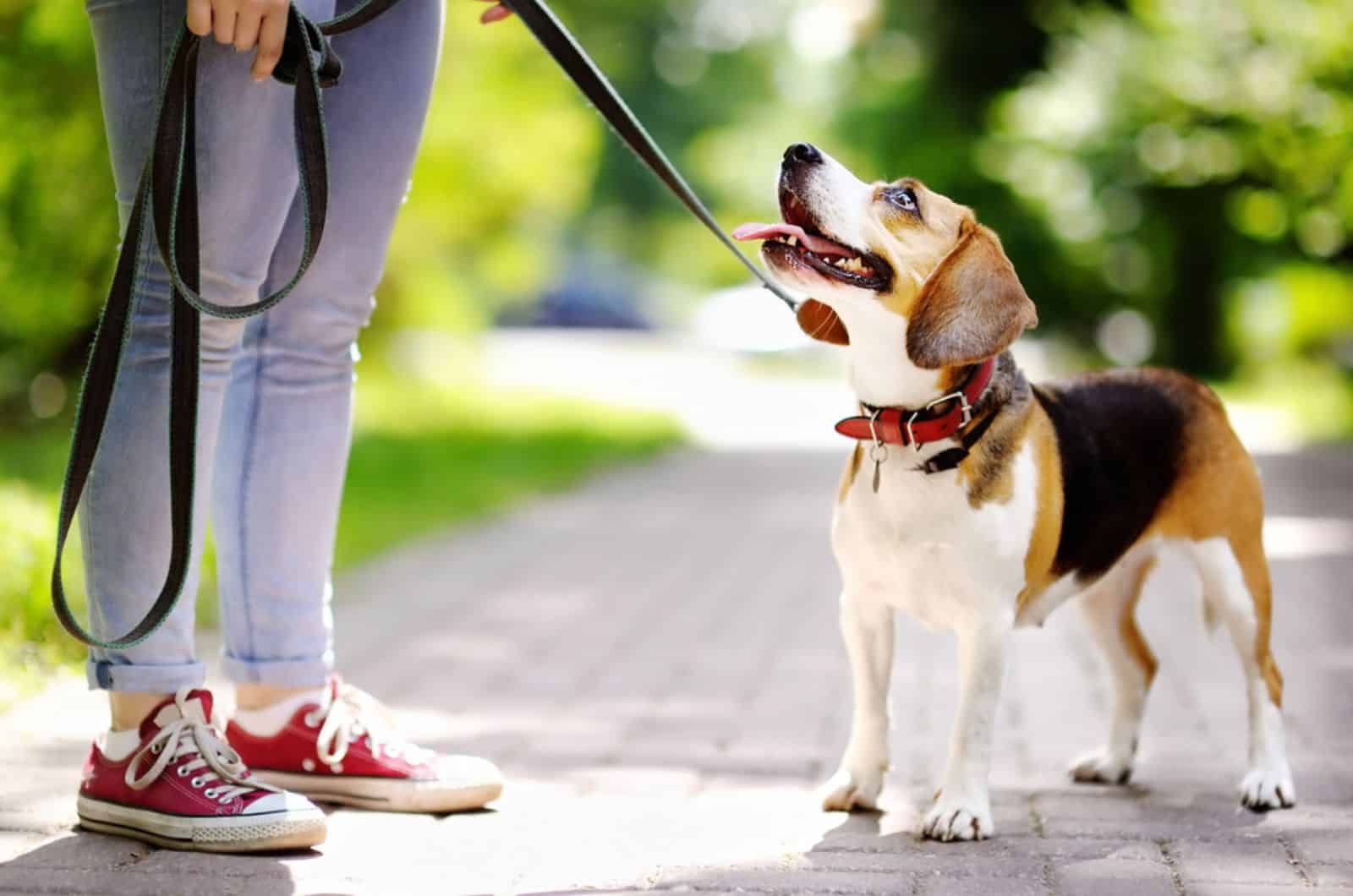 mujer joven paseando con perro beagle en el parque